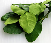 Kafir lime leaves